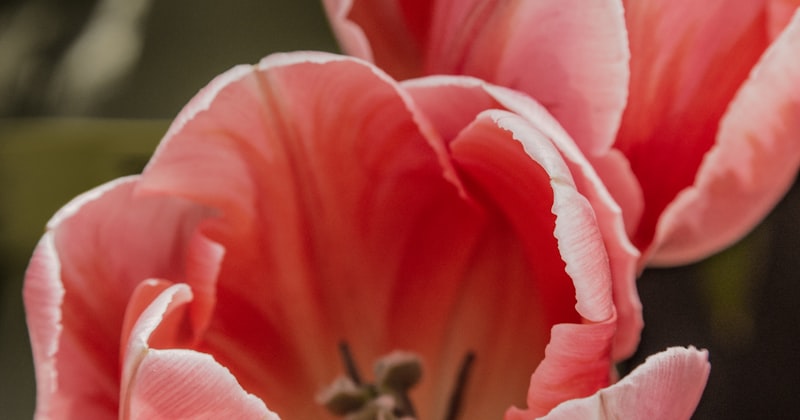 Strategi Multi-Way Pot dengan Banyak Pemain